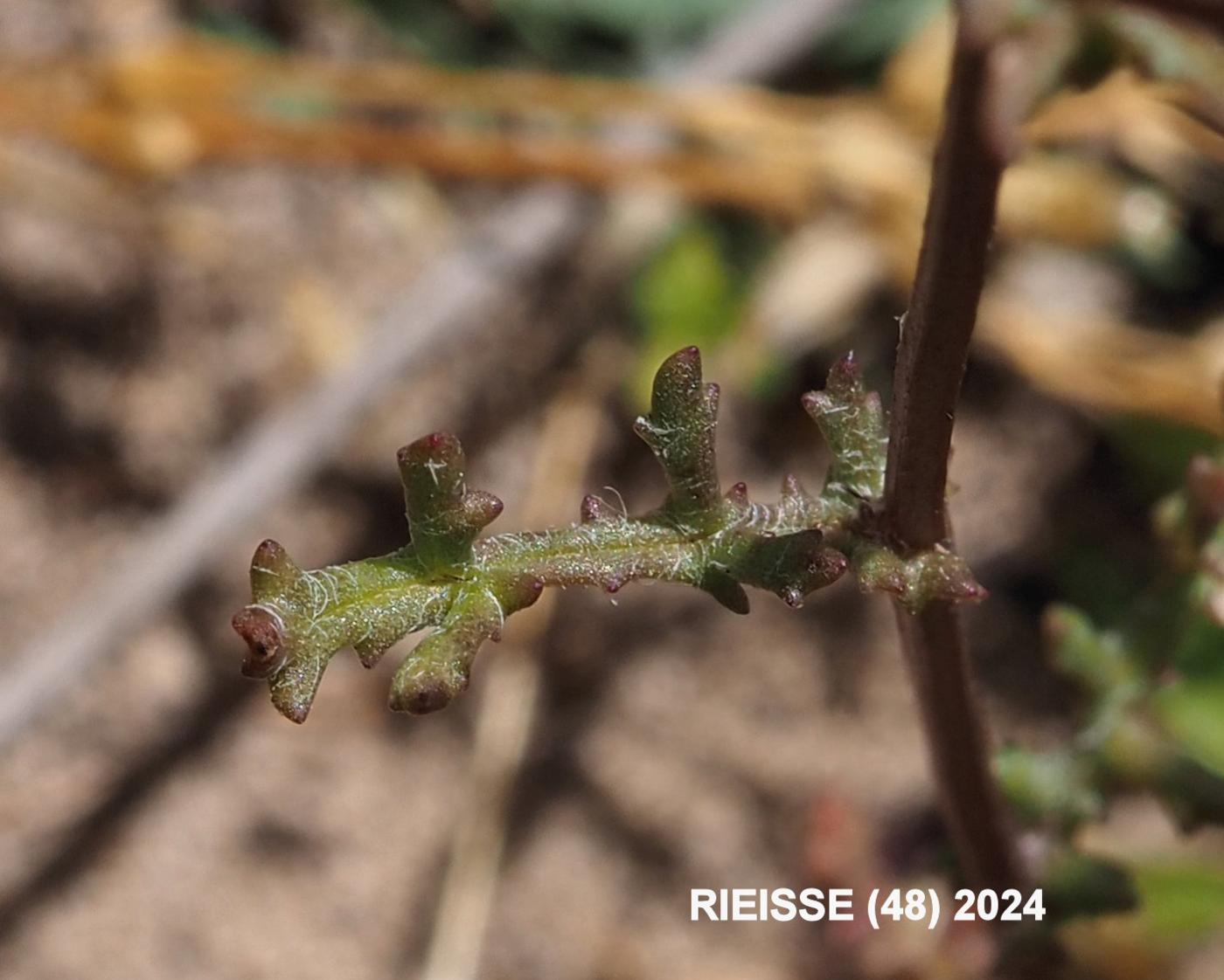 Ragwort, Mediterranean leaf